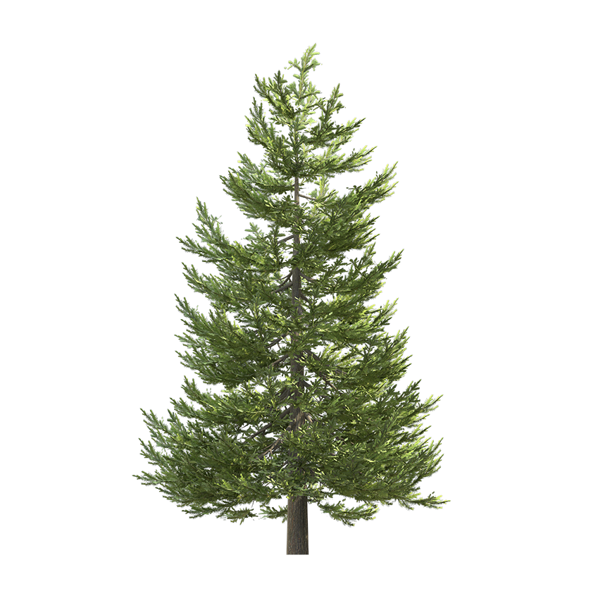 Picea Abies - Spruce